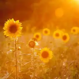 向日葵总是给人一种积极向上,温暖阳光的感堆糖,美好生活研究所