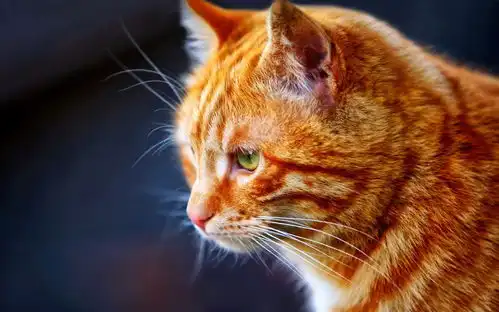 精选可爱的黄色猫咪图片壁纸