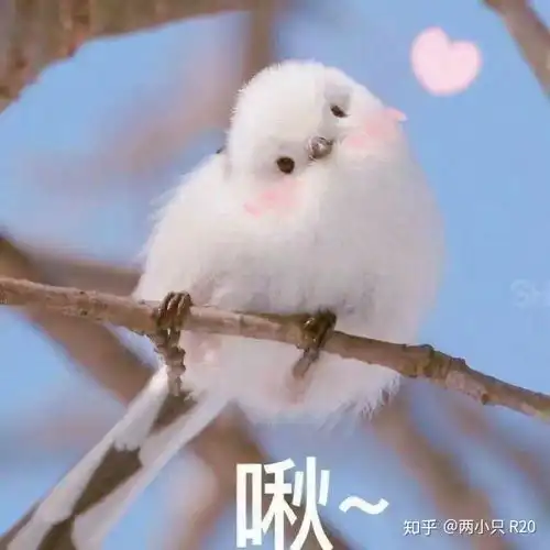 小青龙爱猪儿虫