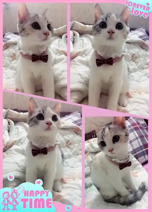 第一次diy自制爱猫项圈