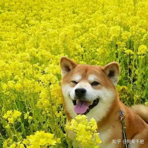 诗歌鉴赏的基础如何读懂一首诗