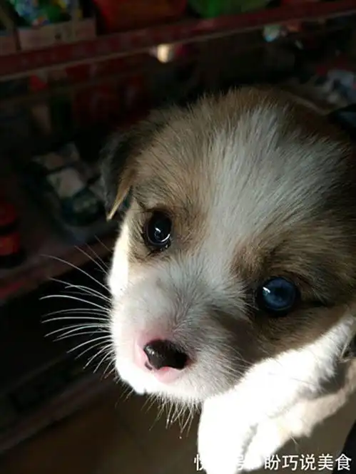 流浪小奶狗蜷缩在公交站瑟瑟发抖,女孩被萌化了抱回家