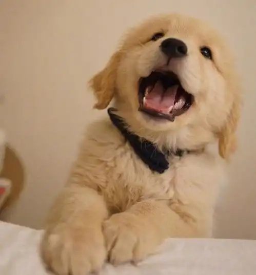 你的狗狗补钙了吗