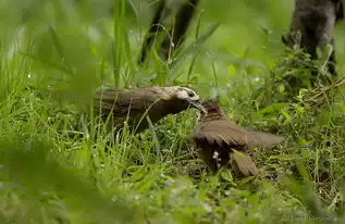鸟荒上菜鸟贵州版guizhou