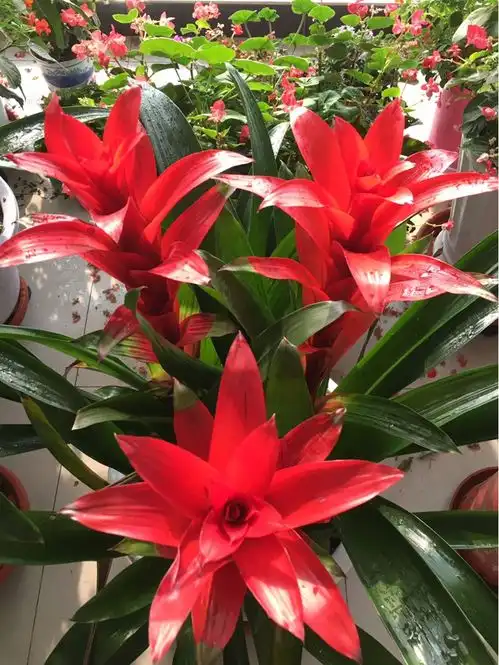 4种一次性花卉,开完就赶紧扔掉,浪费精力也不再开花