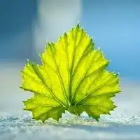 微信绿叶头像护眼绿色植物清新头像