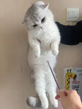 奶奶遭遇车祸摔伤猫咪的迷惑行为抖音创作季萌宠出道计划治愈世界治愈你治愈系