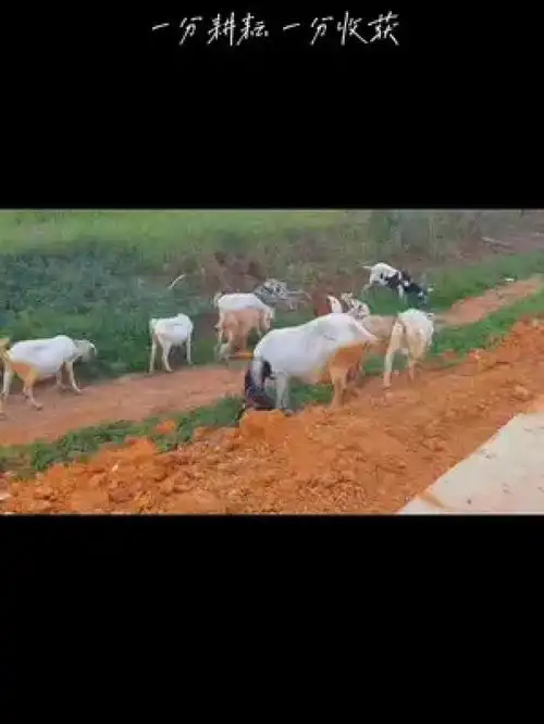 周末vlog一起享受大自然的美让自己快乐快乐这才叫做意义治愈系风景