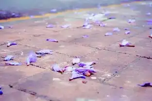 广州被大片紫蓝色攻陷光睇图都靓到跌渣