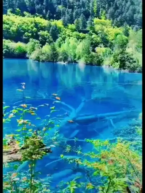 天上瑶池,地上九寨,一山一水皆是心动,一草一木皆是情,所到之处都是美景九寨沟治愈系风景一起享受大自然的美