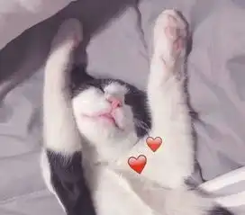 最近火了,猫咪情侣头像,希望你能好好照顾好我这个猫系女孩