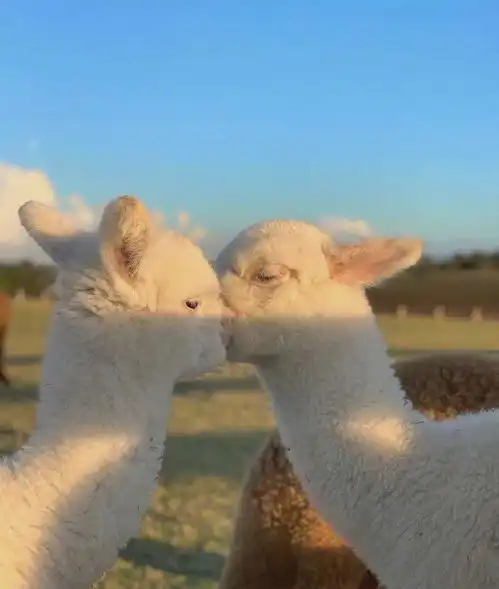 善良真诚,且三观超正的星座