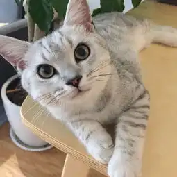 四个多月了,妈妈是银渐层,爸爸是虎斑,它长大会变什么样子