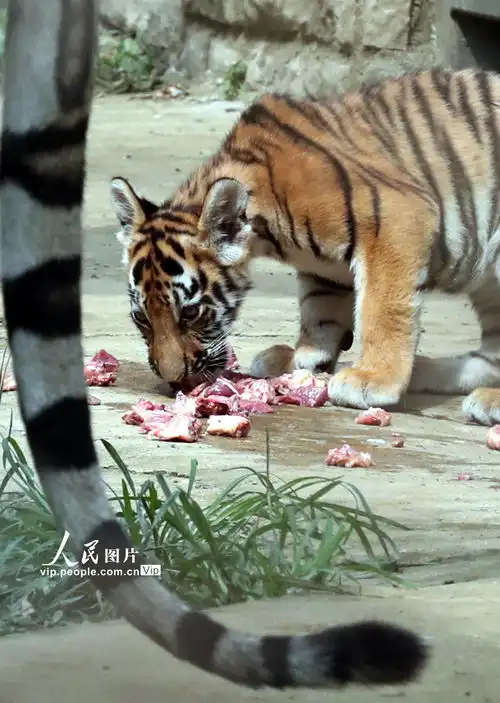 江苏苏州虎娃双胞胎迎来百日