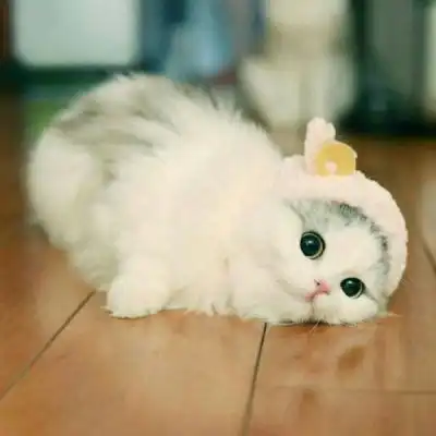 猫系头像双人猫咪