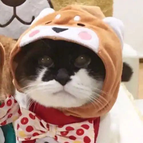 猫系情侣头像图片情头