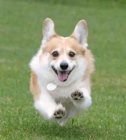 心理测试凭你的第一感觉选一只最可爱的柯基,测出你的性格特点