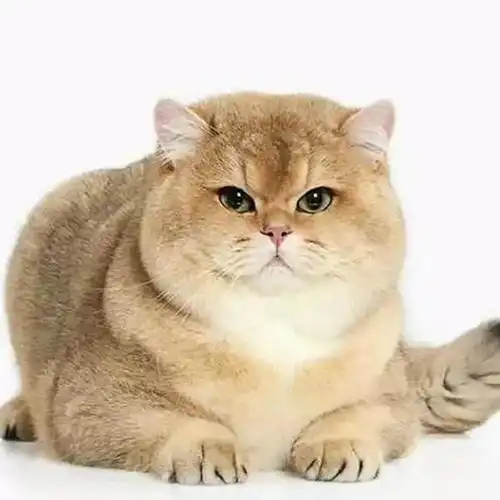 想问一下大家英短银渐层母猫和橘白公猫会生出什么样的小猫