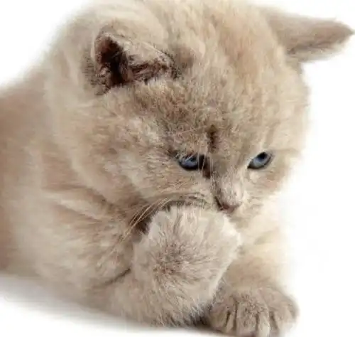 可爱猫咪头像图片