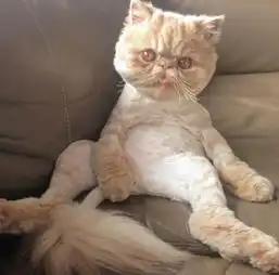 澳版加菲猫网络爆红虏获众人心