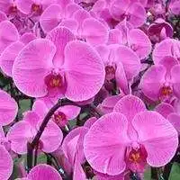 我要一个蝴蝶兰微信头像微信头像图片大全