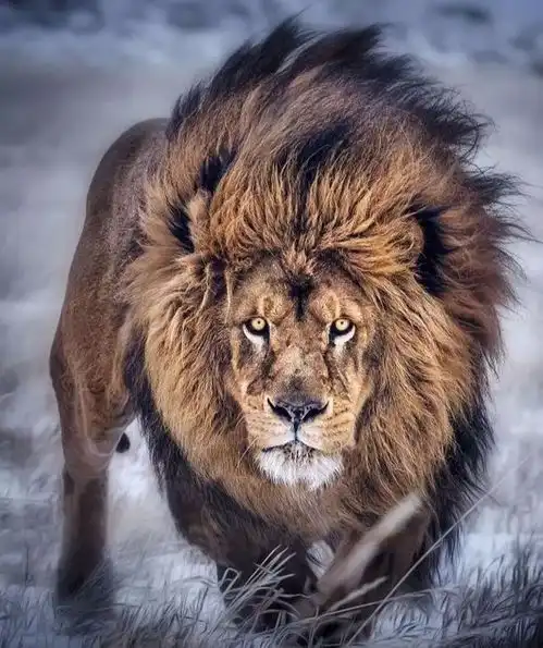 狮子座在12个宫头你最引以为傲的领域在这里