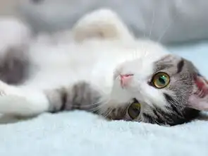 16001200高清喵星人手机壁纸