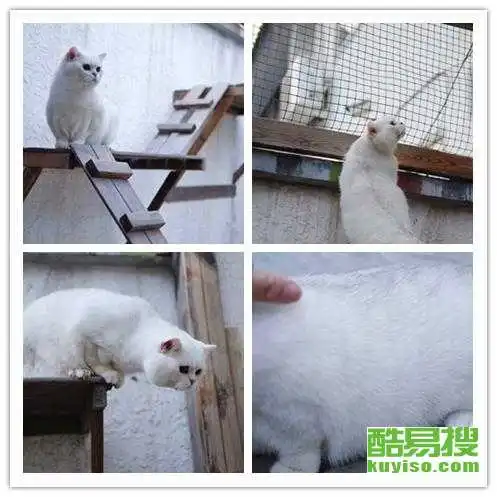 上海酷易搜