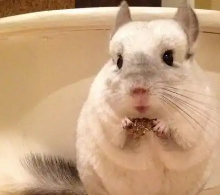 饲养龙猫的新手指南