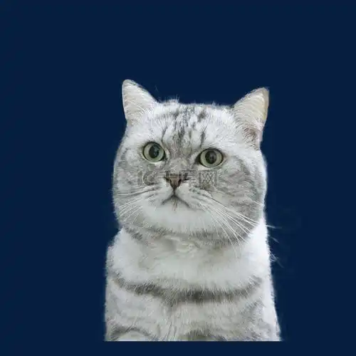 银渐层猫咪素材图片免费下载千库网