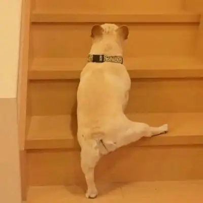 萌系情侣图片头像狗狗