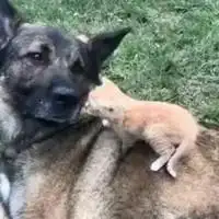 大狼狗和小奶猫的情侣头像微信头像图片大全