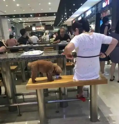 奶狗系女生头像可爱公共