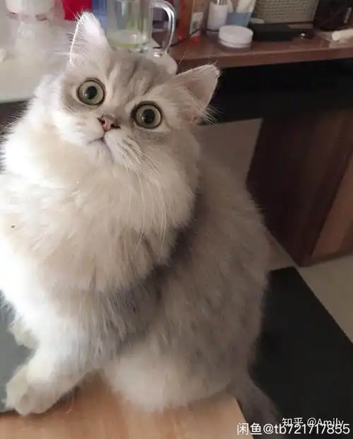 7000买的蓝金渐层值不值