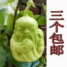烟台政含苗木园艺厂