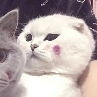 小猫咪头像搞怪
