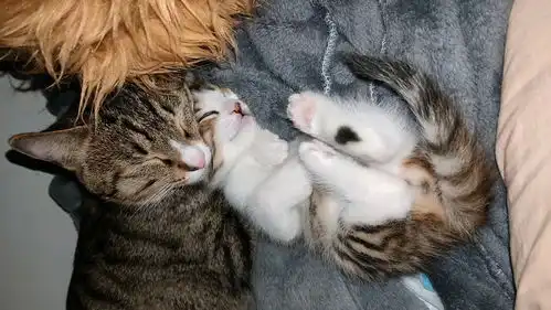 小奶猫的私房照