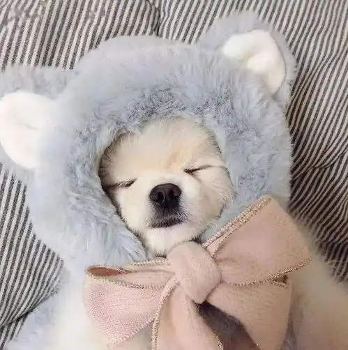 如何才能繁殖出好狗