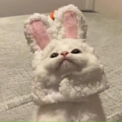 治愈系的猫咪女生头像天