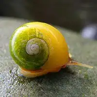 微信头像动物蜗牛微信头像图片大全