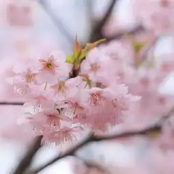 故事集丨想和你漫步在樱花树下