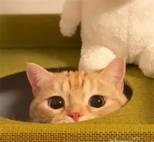 橘猫失踪了一个月,回来后主人差点晕了过去,网友离破产不远了