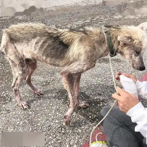 男子雪橇犬赠妻离婚后狗狗饿剩36斤