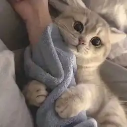 头像分享,那些萌死人的喵星人