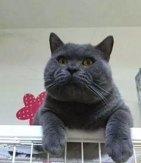 宿管阿姨突击检查,猫咪四处躲藏,慌乱的举动笑翻人看不见我