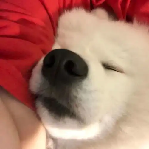 头像高质量ins可爱