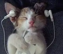 可爱喵星人图片猫咪图片动物的可爱图片