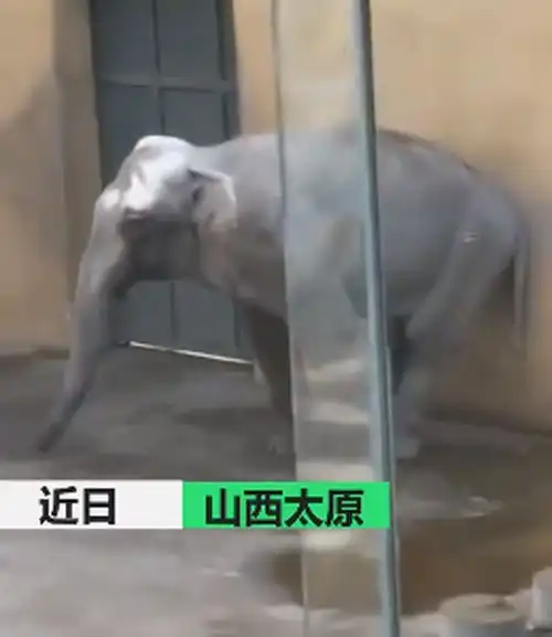 太原动物园大象摇头数月疑抑郁回应正在和相关专家商量