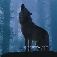 狼炫酷头像图片大全集微信头像图片大全