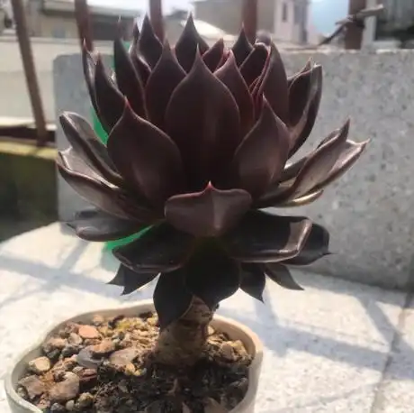 曾经的普货之王黑王子,少有的可以养出紫黑色的多肉,喜欢却少见
